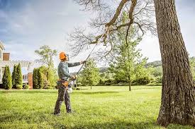 Best Tree Removal  in Texarkana, TX