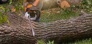 Best Commercial Tree Services  in Texarkana, TX