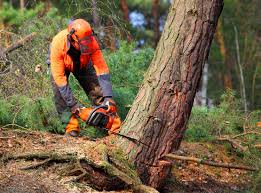 How Our Tree Care Process Works  in  Texarkana, TX