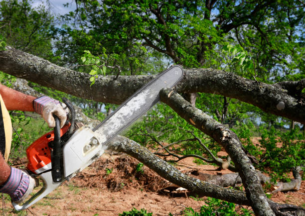 Reliable Texarkana, TX Tree Services Solutions